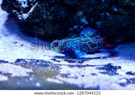 Mandarin fish Synchiropus splendidus
close up