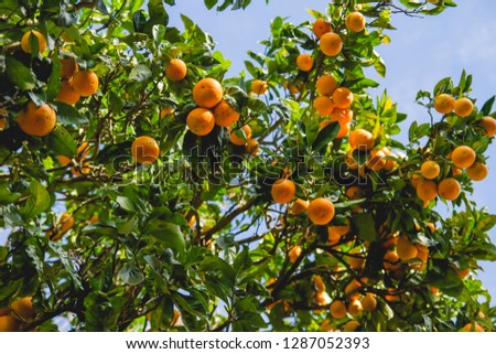 Orange tree full of oranges, stock photo