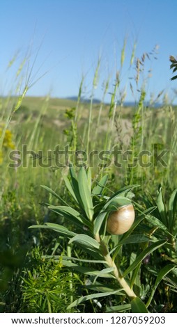 
snails between herbs