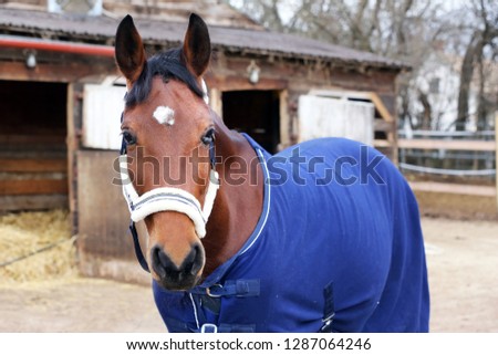 Portrait close up of a purebred saddle horse wearing blue blanket against cold weather

 Royalty-Free Stock Photo #1287064246