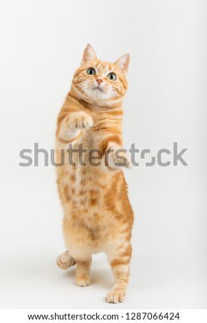 A Beautiful Domestic Orange Striped cat Jumping, back legs on the ground in strange, weird, funny positions. Animal portrait against Black background