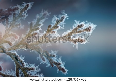 Fluffy Christmas trees under the snow. Fir tree covered with snow absrtackt empty blank background. Winter weather concept