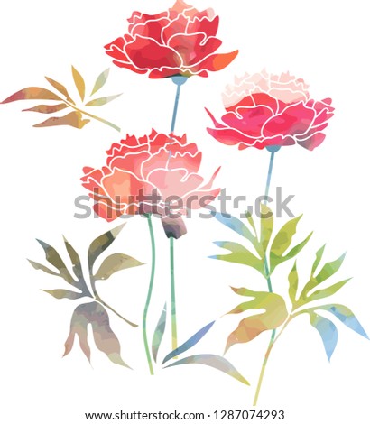 Peony flowers in watercolor style