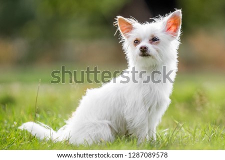 A cute white Chorkie puppy sitting in a field. A Yorkshire Terrier and Chihuahua cross dog in a countryside field or park.  looking to the side. Taken from the front view. mouth closed. lots of design