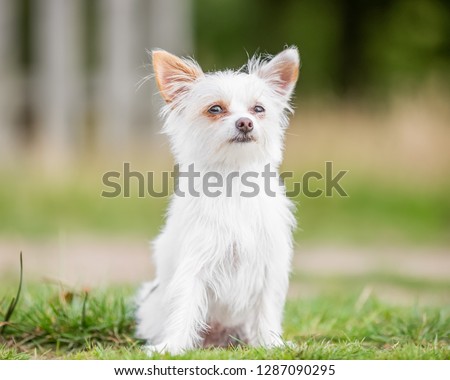 A cute white Chorkie puppy sitting in a field looking at the camera. A Yorkshire Terrier and Chihuahua cross dog in a countryside field or park. Taken from the front view. mouth closed.