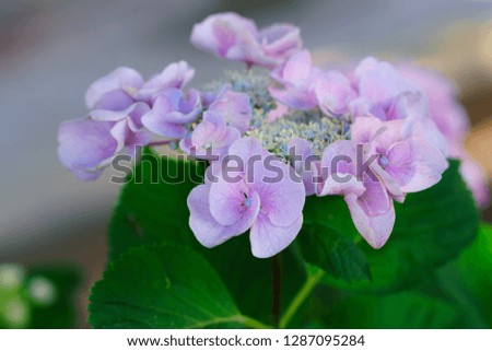 A story of a flower (Poetry of hydrangea)
