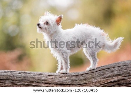 A cute white small Chorkie puppy dog standing on a branch log or fallen tree. A Yorkshire Terrier and Chihuahua cross dog in a countryside field or park. Taken from the front view. mouth closed.