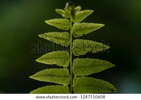 Green fern leaf close-up macro shot