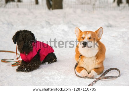 Two dogs: a Terrier and a Corgi in the winter during training lie on the snow. Winter vacation