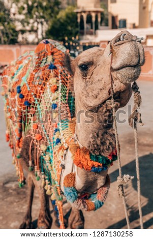 a colorful camel in India used for tourism and transport