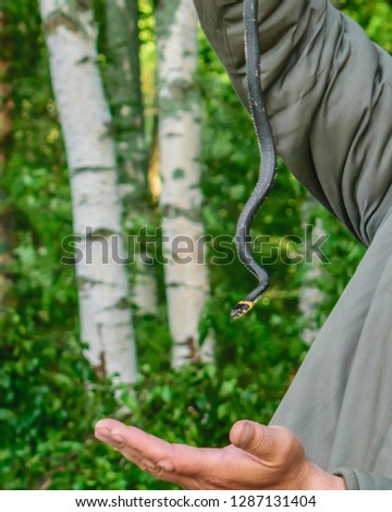 Snake in the hands of man