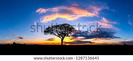 Panorama silhouette tree in africa with sunset.Tree silhouetted against a setting sun.Dark tree on open field dramatic sunrise.