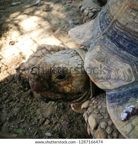 Land turtle in Thailand.