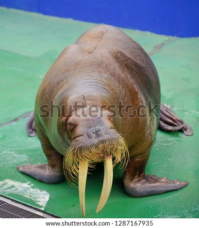 Walrus isolated.\sea lion.\ sea lion in the zoo
