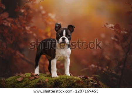 Puppy in autumn. Colourful portrait. Boston terrier puppy in autumn. 