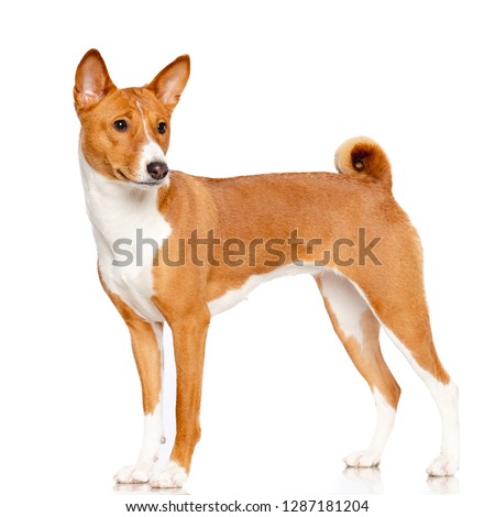 Basenji Dog on Isolated White Background in studio Royalty-Free Stock Photo #1287181204