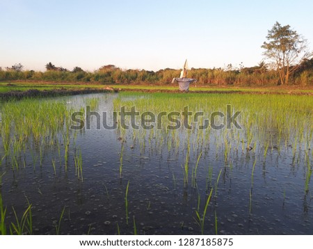 The view in the rice fields is the background.