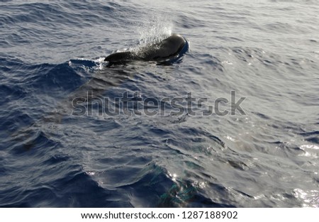 humpback whales in the ocean