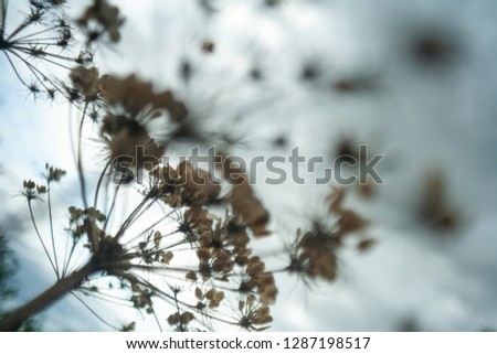 Dry plant in the wind with intentional motion-blur with a shallow depth of field providing an abstract shape