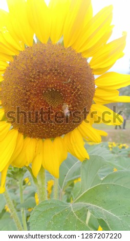 Sunflower blooming at flowers festival in northern Thailand fresh and clean zone on Monday 
