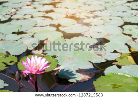 blooming pink lotus in the pool