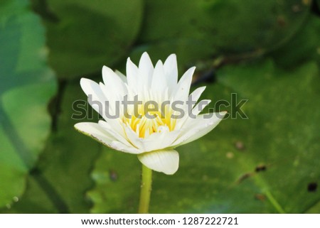 Beautiful lotus in the pond 