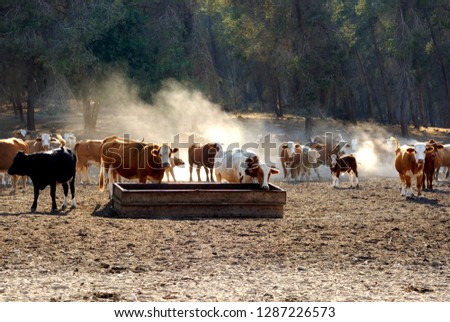 Israel, Negev, Lachish region, a herd of cows eating out of a trough 
