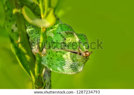 Green chameleon  sitting on flower in a summer garden