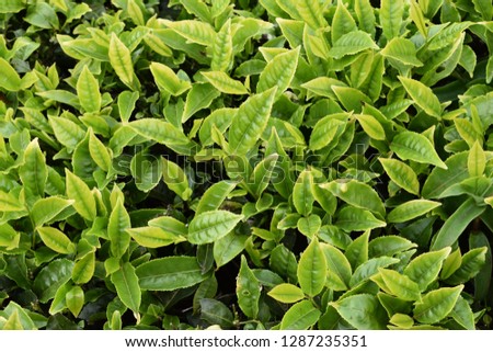 Tea Leaves and tea garden  Royalty-Free Stock Photo #1287235351