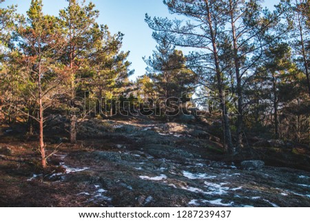 A forest in the winter, with a bit of snow and a low sun.