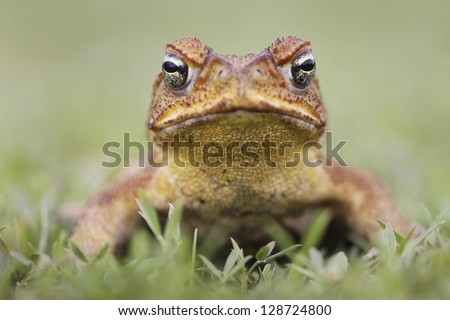 Cane Toad - Bufo marinus - also known as a giant neotropical or marine toad.  Native to Central and South America but an introduced pest to Australia.