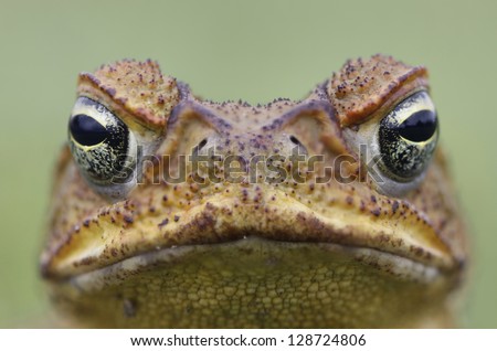 Cane Toad - Bufo marinus - also known as a giant neotropical or marine toad.  Native to Central and South America but an introduced pest to Australia. Close-up on face