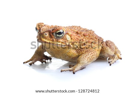 Cane Toad - Bufo marinus - also known as a giant neotropical or marine toad.  Native to Central and South America but an introduced pest to Australia. Isolated on white background.