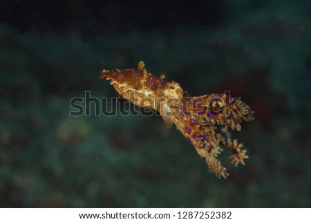 Bluering octopus (Hapalochlaena lunulata). Picture was taken in Lembeh strait, Indonesia