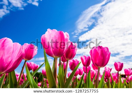 Beautiful tulips with blue sky background
