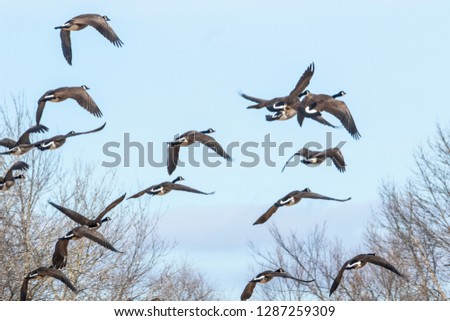 Canadian geese flying of the fox river in winter from a wisconsin park
