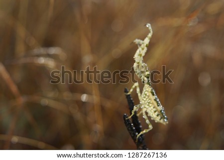 insects in natural background