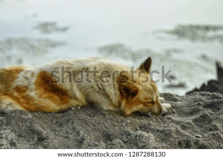 Dogs taking a nap at the beach