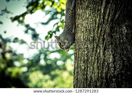 Squirrel dandling from tree eating a nut