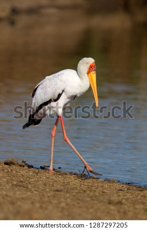 Yellowbilled Storks (Mycteria ibis), Sunset Dam, Kruger National Park, South Africa.