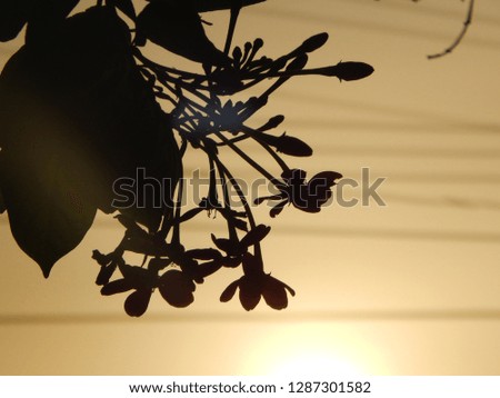flower shadow sky