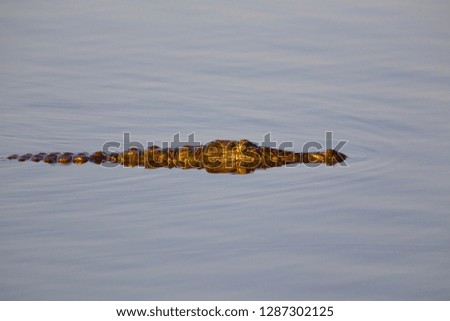 Nile crocodile (Crocodylus niloticus), Kruger National Park, South Africa.