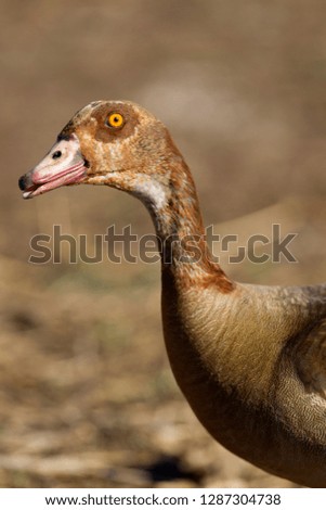 Egyptian Goose (Alopochen aegyptiaca), Sunset Dam, Kruger National Park, South Africa.