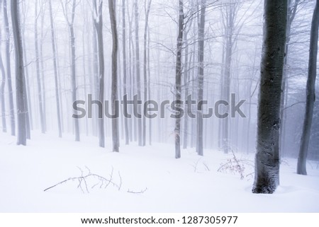Trees In a Mist, Foggy, Fresh Snow In Beskydy Mountains, Travny, Czech Republic