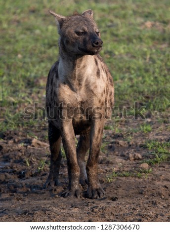 Spotted hyena (Crocuta crocuta) patrolling at the carcass of an elephant in Katavi National Park in Tanzania