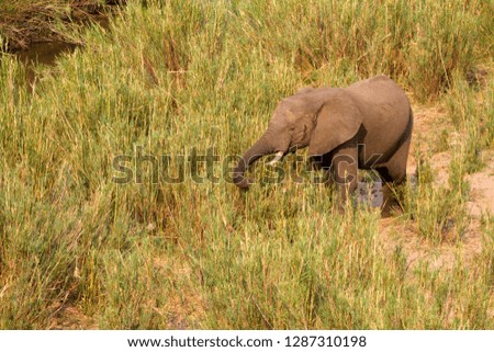 African Elephant (Loxodonta africana), eating reeds in the river, Kruger National Park, South Africa. The Common Reeds (Phragmites australis) are found  in wetland, banks and shallows.