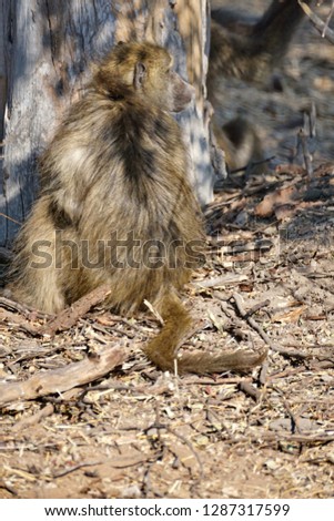 Baboon at the base of a tree in Chobe National Park, Botswana
