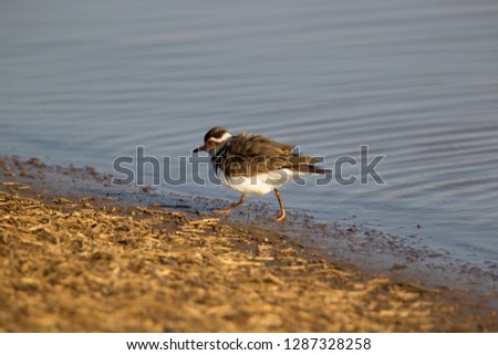 Threebanded plover (Charadrius tricollaris), in the river, Kruger National Park, South Africa.