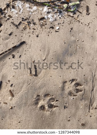 Dog Prints on the Beach