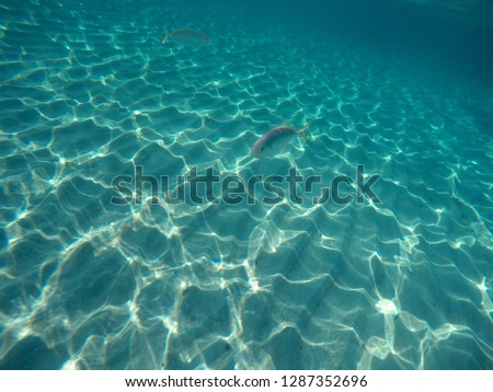 lonely fish under water